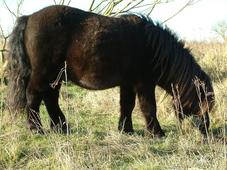 gorzen_227x170_041.jpg
