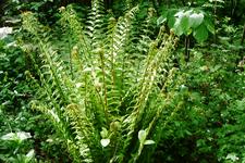 heemtuin_225x150_008.jpg