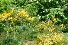 heemtuin_225x150_012.jpg