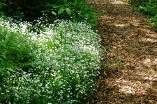 heemtuin_225x150_015.jpg