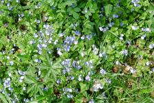 heemtuin_225x150_017.jpg