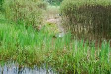 heemtuin_225x150_030.jpg