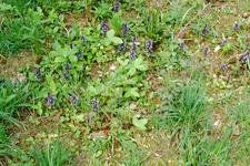 heemtuin_225x150_033.jpg