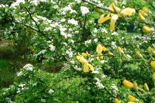 heemtuin_225x150_035.jpg