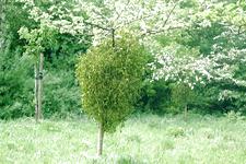 heemtuin_225x150_037.jpg