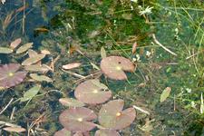 heemtuin_225x150_038.jpg