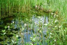 heemtuin_225x150_042.jpg