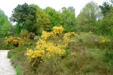 heemtuin_225x150_052.jpg