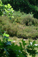 heemtuin_150x225_005.jpg