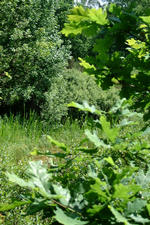 heemtuin_150x225_011.jpg