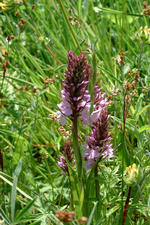 heemtuin_150x225_014.jpg