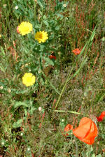heemtuin_150x225_016.jpg