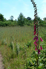 heemtuin_150x225_019.jpg