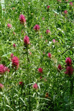 heemtuin_150x225_024.jpg