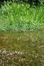 heemtuin_150x225_028.jpg