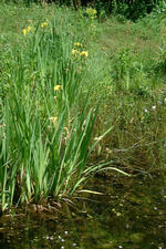 heemtuin_150x225_029.jpg