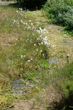 heemtuin_150x225_034.jpg