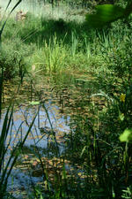heemtuin_150x225_037.jpg