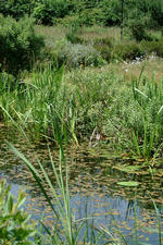 heemtuin_150x225_040.jpg