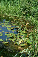 heemtuin_150x225_041.jpg