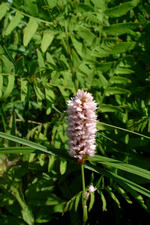 heemtuin_150x225_043.jpg