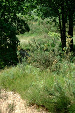 heemtuin_150x225_059.jpg
