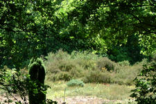 heemtuin_225x150_004.jpg