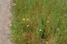heemtuin_225x150_017.jpg