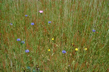 heemtuin_225x150_018.jpg