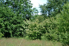 heemtuin_225x150_027.jpg