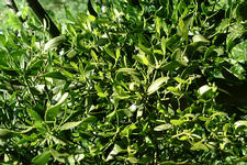 heemtuin_225x150_030.jpg