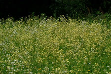 heemtuin_225x150_036.jpg