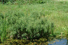 heemtuin_225x150_042.jpg