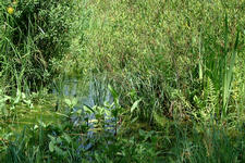 heemtuin_225x150_048.jpg