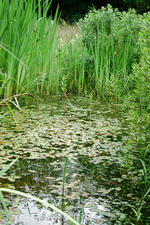 heemtuin_150x225_001.jpg