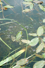 heemtuin_150x225_002.jpg