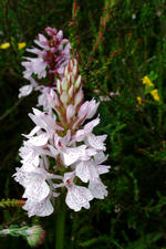 heemtuin_150x225_007.jpg