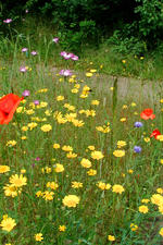heemtuin_150x225_022.jpg