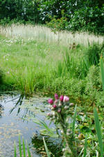 heemtuin_150x225_026.jpg