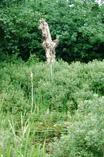 heemtuin_150x225_031.jpg