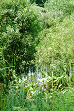 heemtuin_150x225_036.jpg