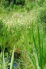 heemtuin_150x225_038.jpg