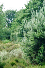 heemtuin_150x225_046.jpg