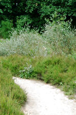heemtuin_150x225_048.jpg