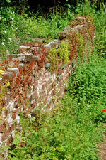 heemtuin_150x225_050.jpg