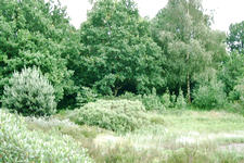 heemtuin_225x150_010.jpg