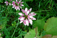 heemtuin_225x150_018.jpg