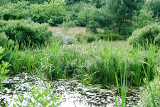 heemtuin_225x150_024.jpg