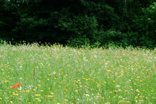 heemtuin_225x150_030.jpg