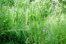 heemtuin_225x150_035.jpg